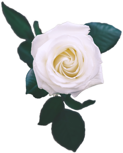 Decorative Vintage White Rose