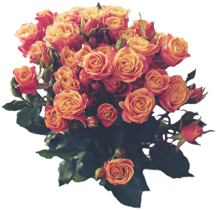 Bouquet Of Vintage Orange Roses