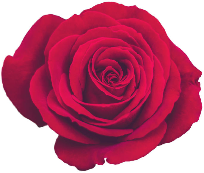 Decorative Vintage Red Rose