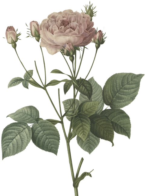 Rose Flower Illustration